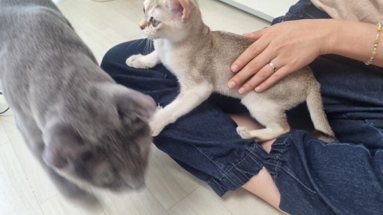 비브레이브 이미지