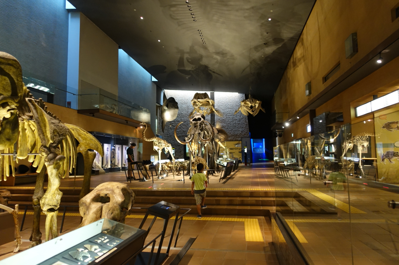 일본 자연사 역사 박물관