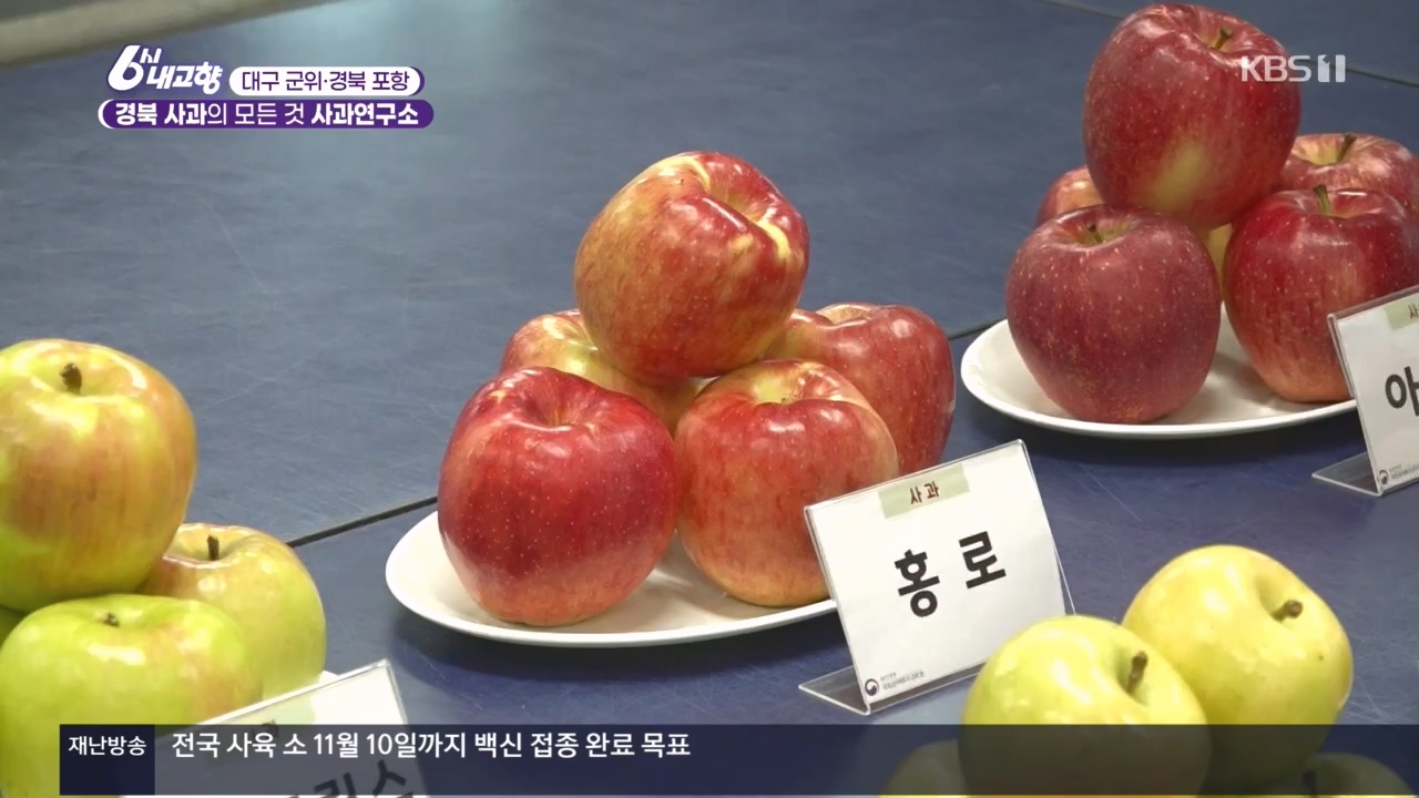 6시 내고향.E7907.231108p.H264-F1RST.mp4_20231108_204726.589.jpg