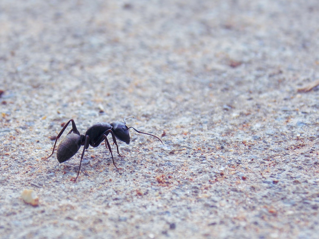 Insect.