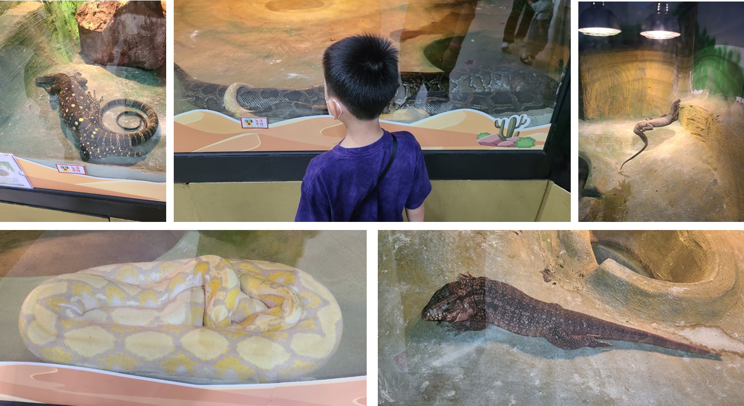여주 곤충 박물관 여러 종류의 파충류
