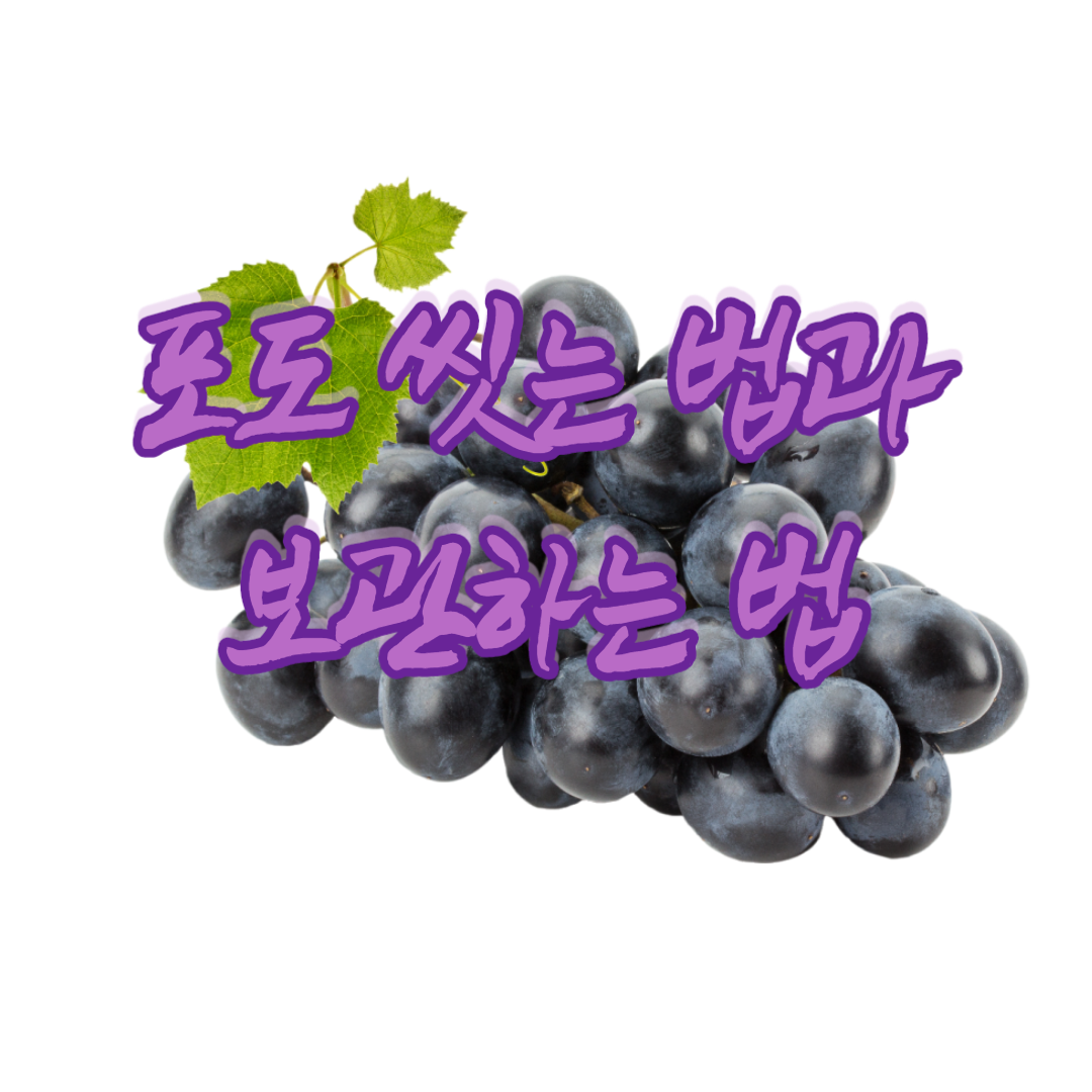  포도 씻는 법과 보관하는 법