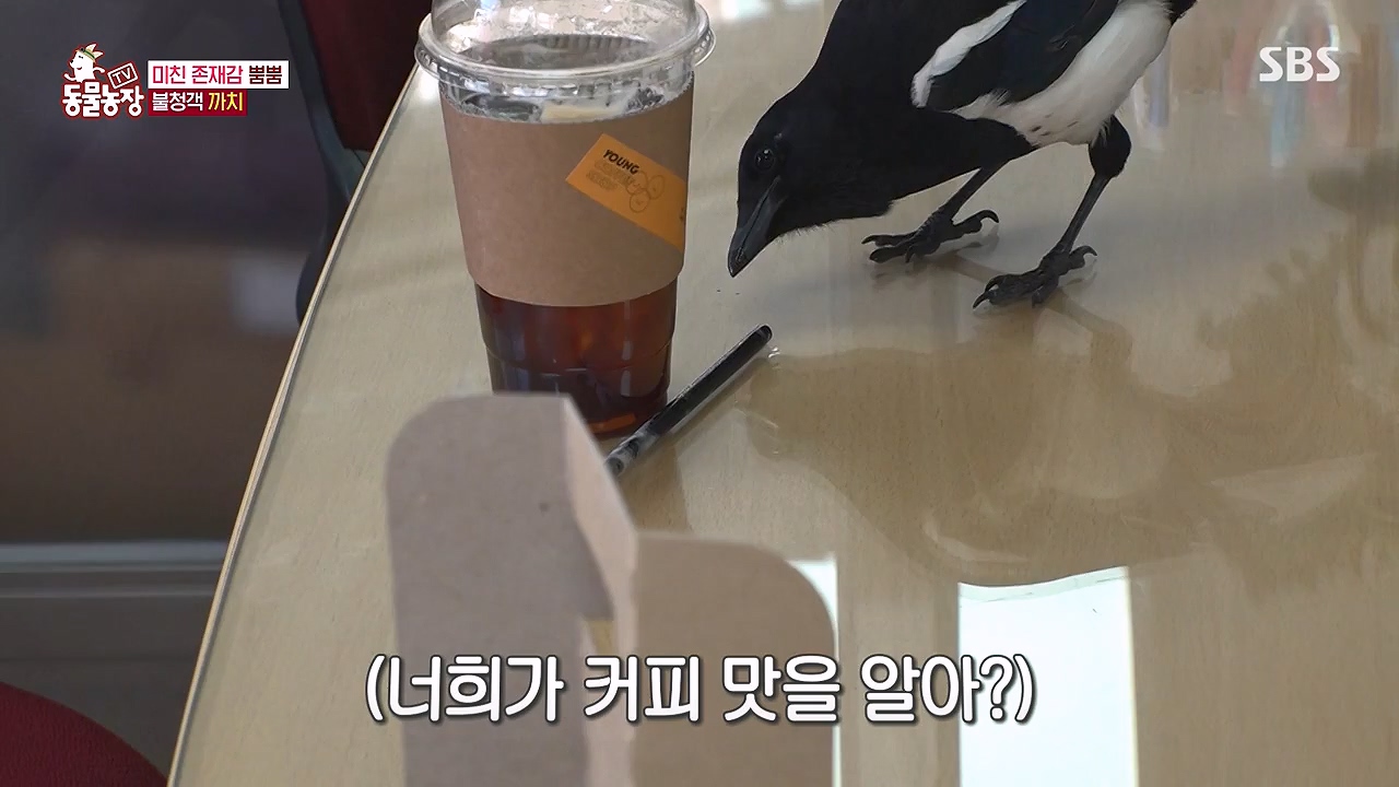 TV 동물농장.E1177.240624p-NEXT.mp4_20240623_163743.527.jpg