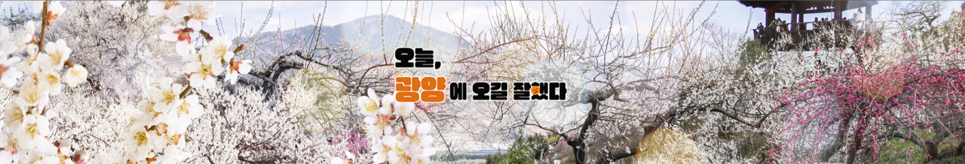 광양벗꽃