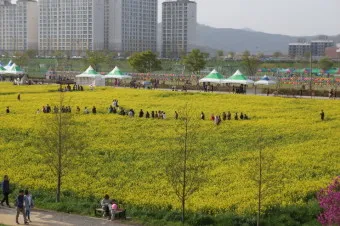 창녕 남지 유채꽃축제 일정 맛집 코스_12