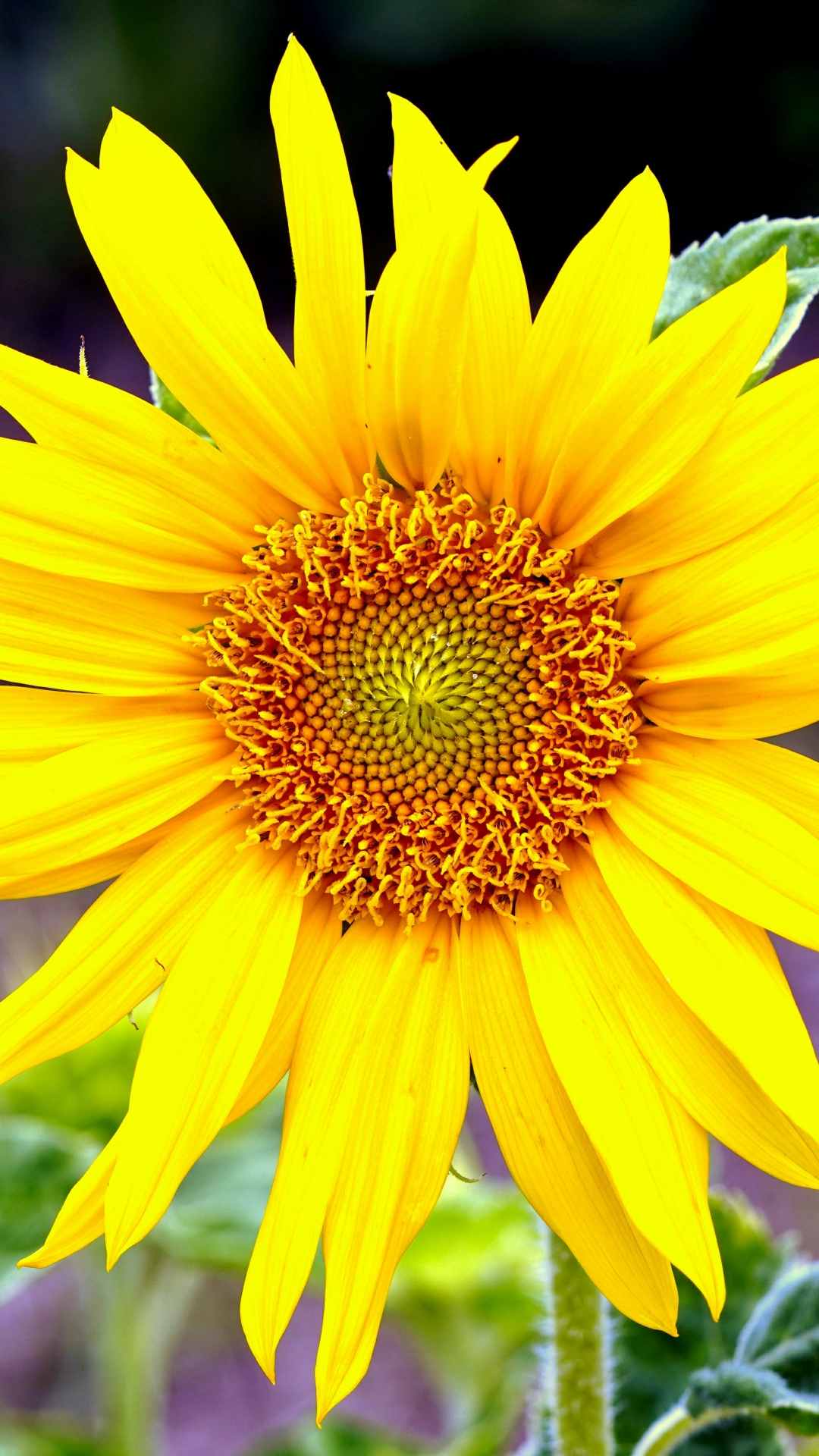 Sunflower iPhone Wallpaper