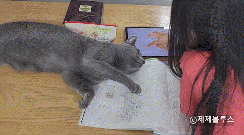 앞발로-놀자는-고양이