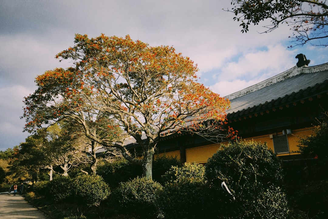 서복 (Seobok)