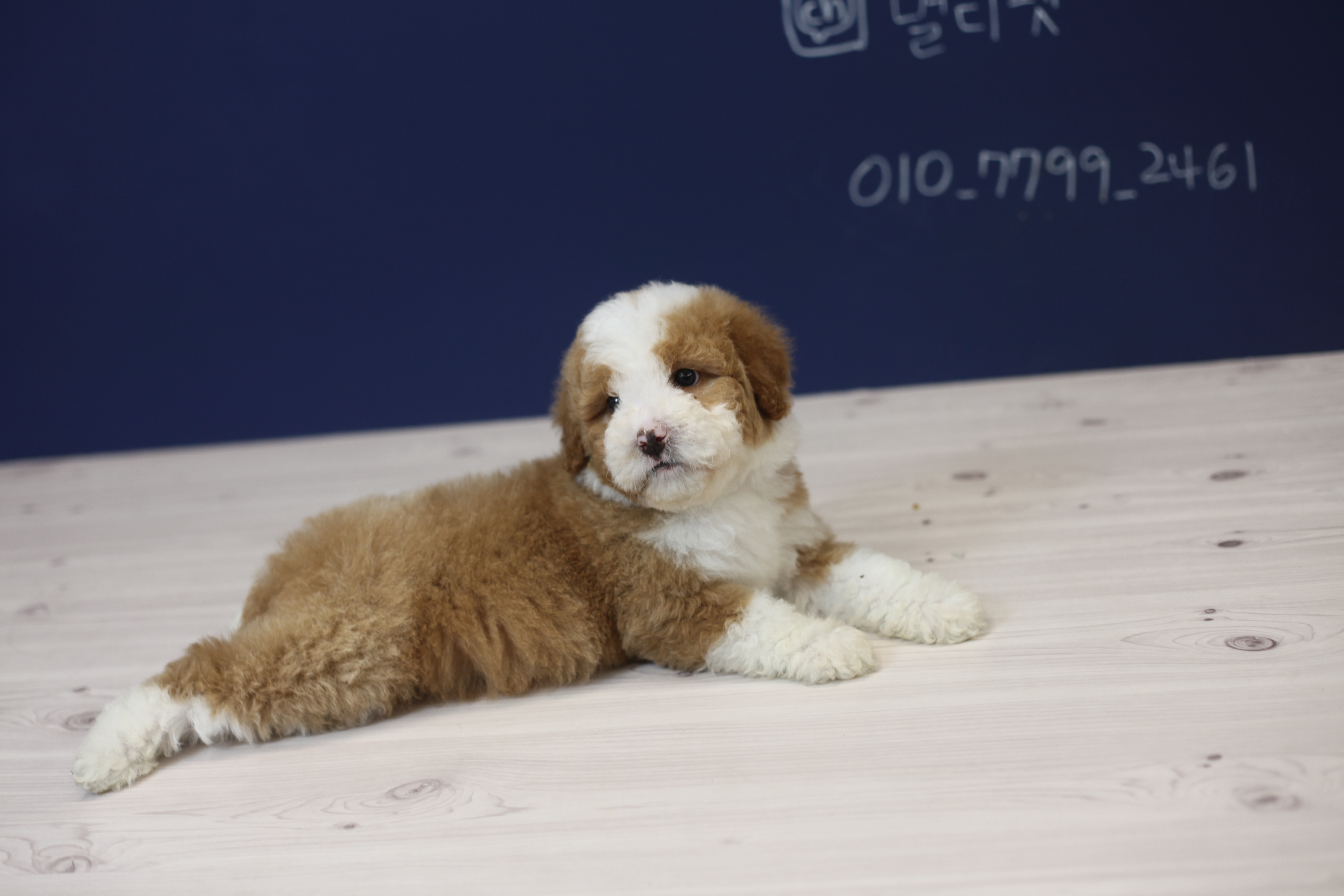  레드 파티두들분양 합니다