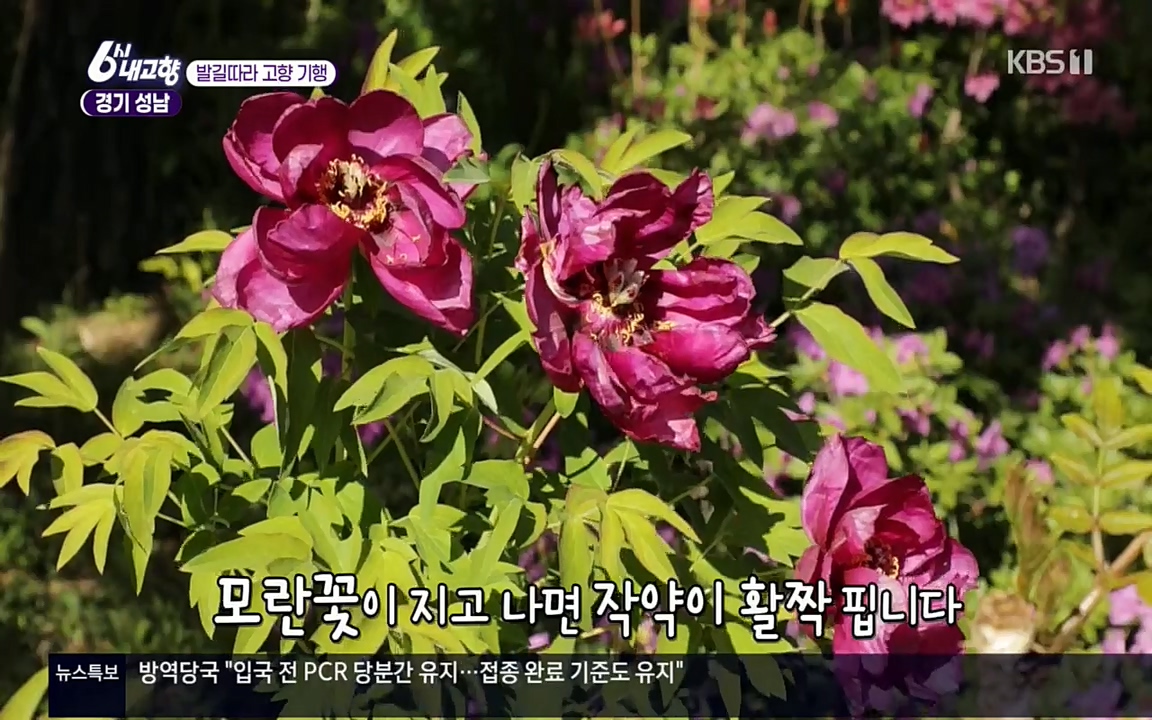 6시 내고향.E7530.220512p.H264-F1RST.mp4_20220516_190927.706.jpg