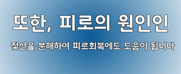  또한, 피로의 원인인 젖산을 분해하여 피로회복에도 도움이 됩니다
