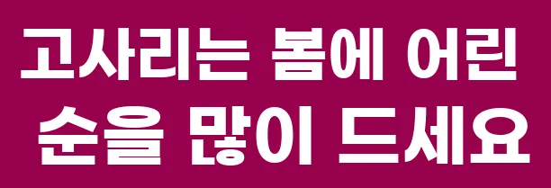 고사리는 봄에 어린 순을 많이 드세요
