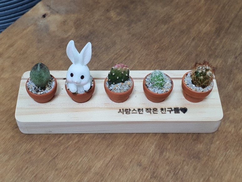 다육이 사이트 반려식물 초미니 14