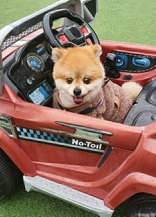 개를 입양했어요. 가마솥 산 유기견 보호 센터 귀여운 11