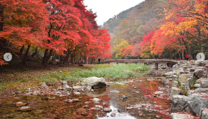 단풍