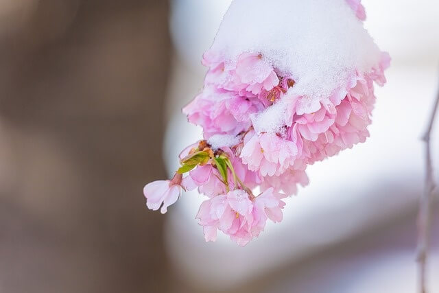 봄꽃에 눈이 쌓인 모습