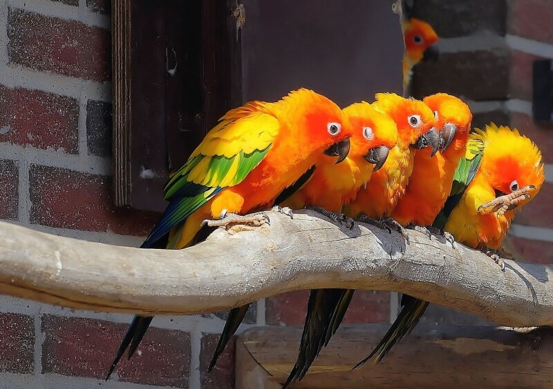 색깔이 화려하고 예쁜 앵무새들이 나무에 앉아있는 모습
