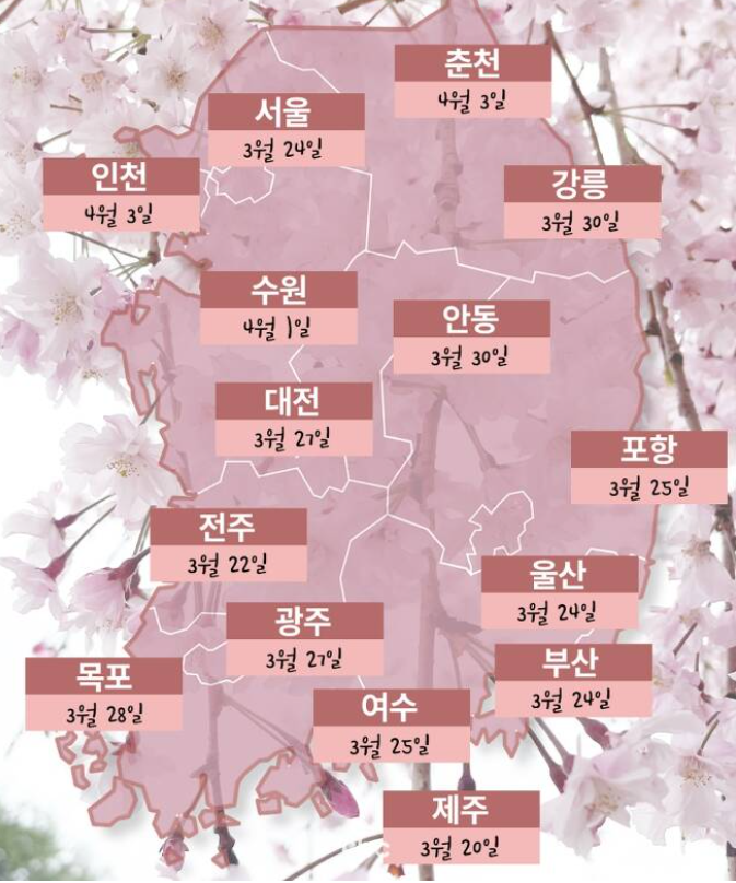 2024-전국-벚꽃개화일정