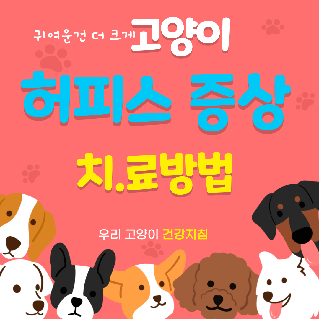 고양이 허피스 증상과 치료제