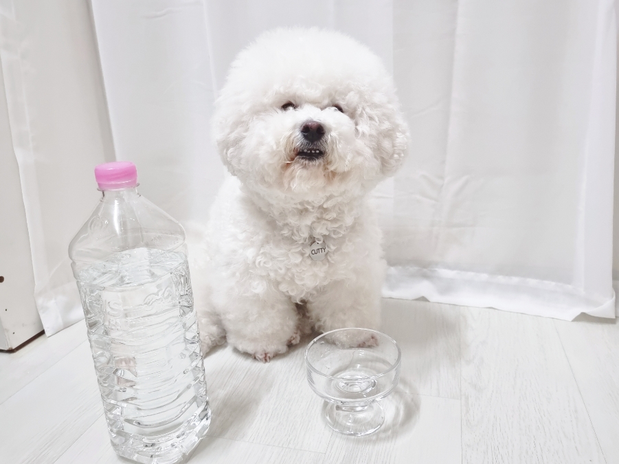 강아지 다이어트 방법 강아지 다이어트 방법6가지, 비숑 2