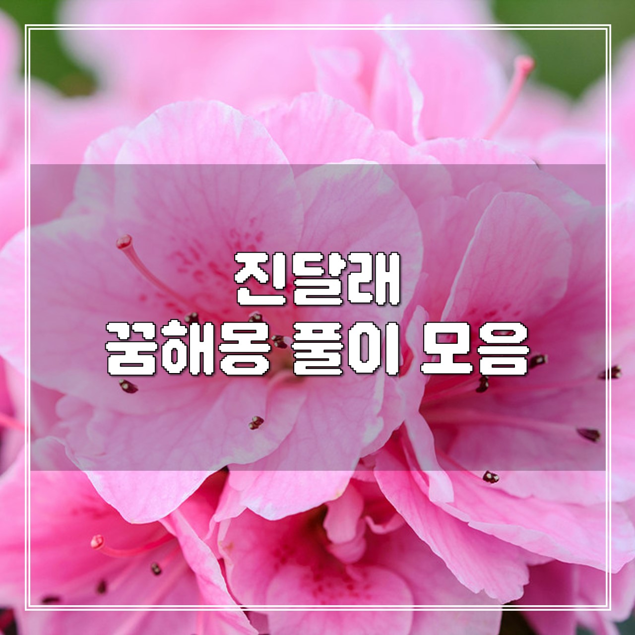 진달래 꿈, 꿈해몽 풀이 모음 썸네일