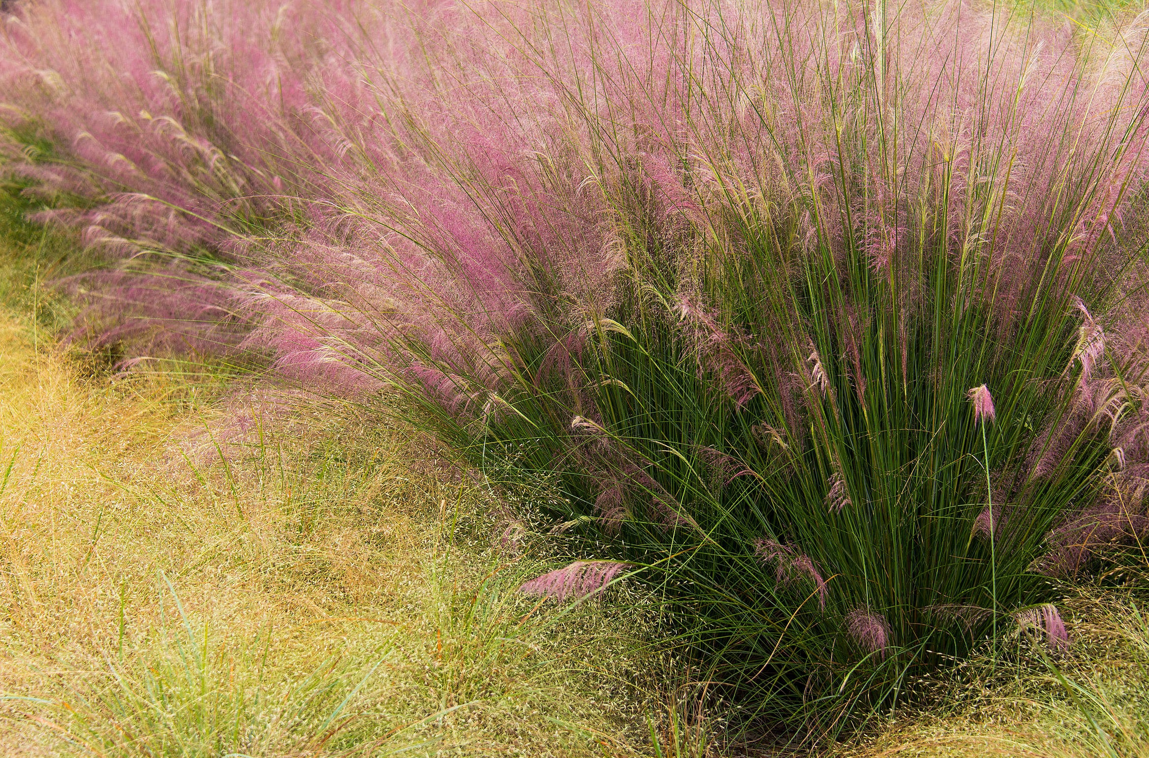  핑크뮬리 (Pink Muhly)