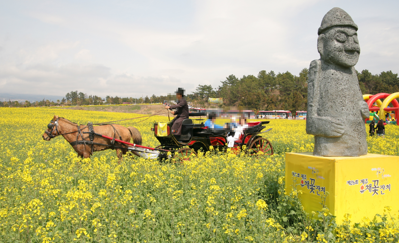 2008 유채꽃축제