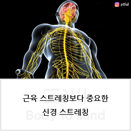 근육 스트레칭(muscle stretching)보다 중요한 신경 스트레칭(neuro stretching)