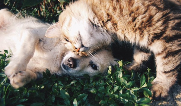 강아지와 고양이가 수풀에 누워 얼굴을 부비고 있는 사진