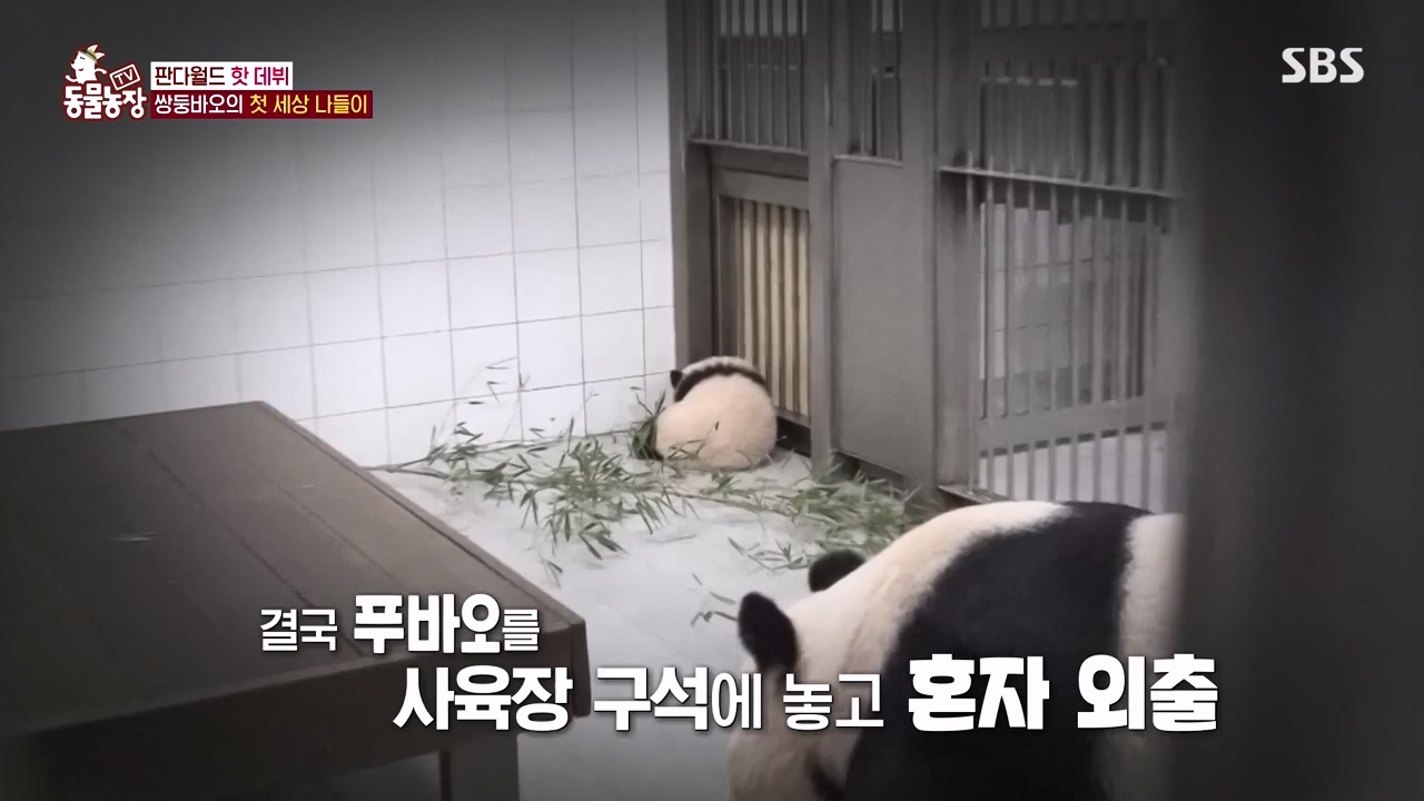 TV 동물농장.E1155.240122p-NEXT.mp4_20240121_145938.580.jpg