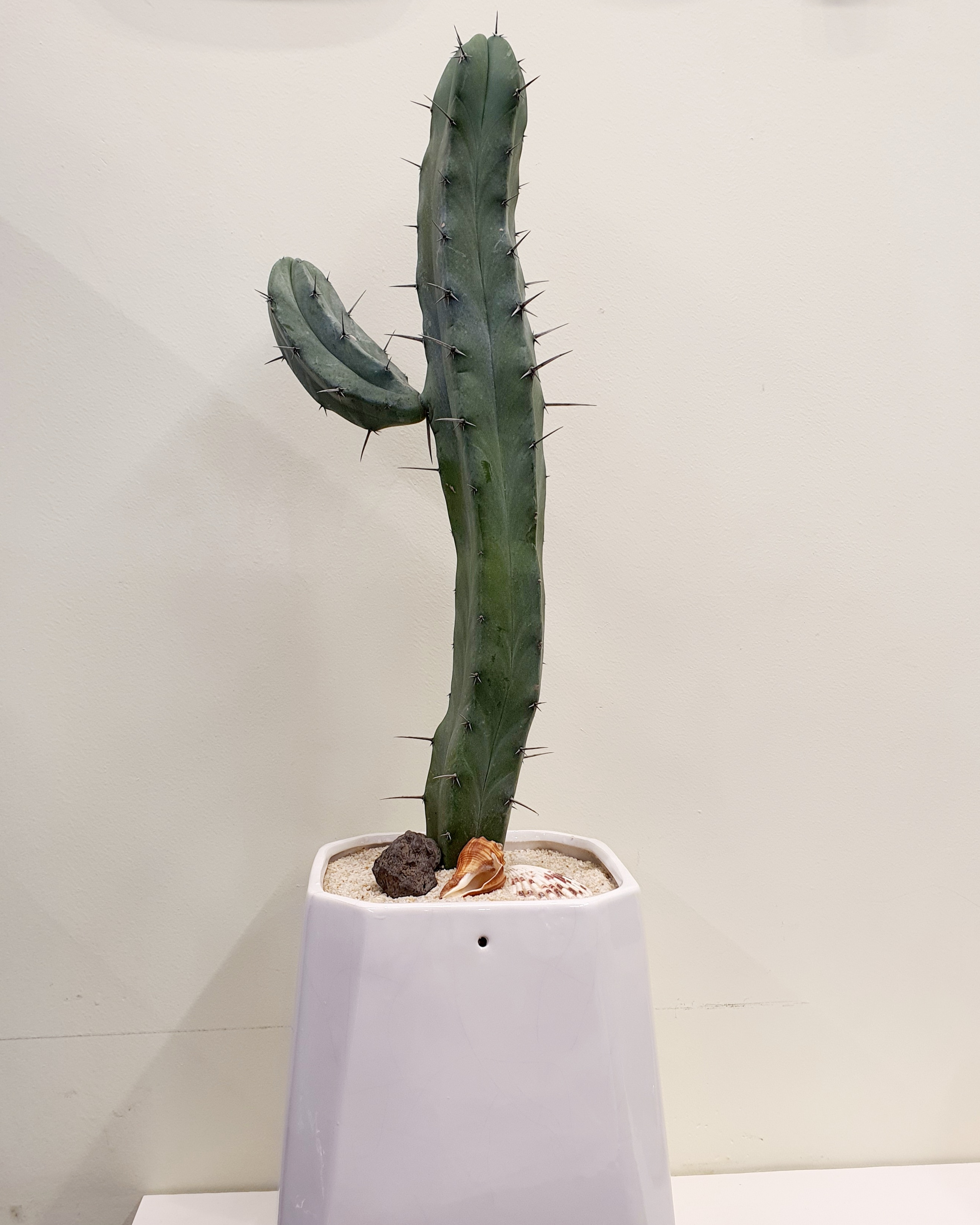 용신목 선인장&#44; biberry cactus