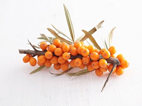 산자나무 열매 효능&amp;#44; 비타민 주스 만들기
