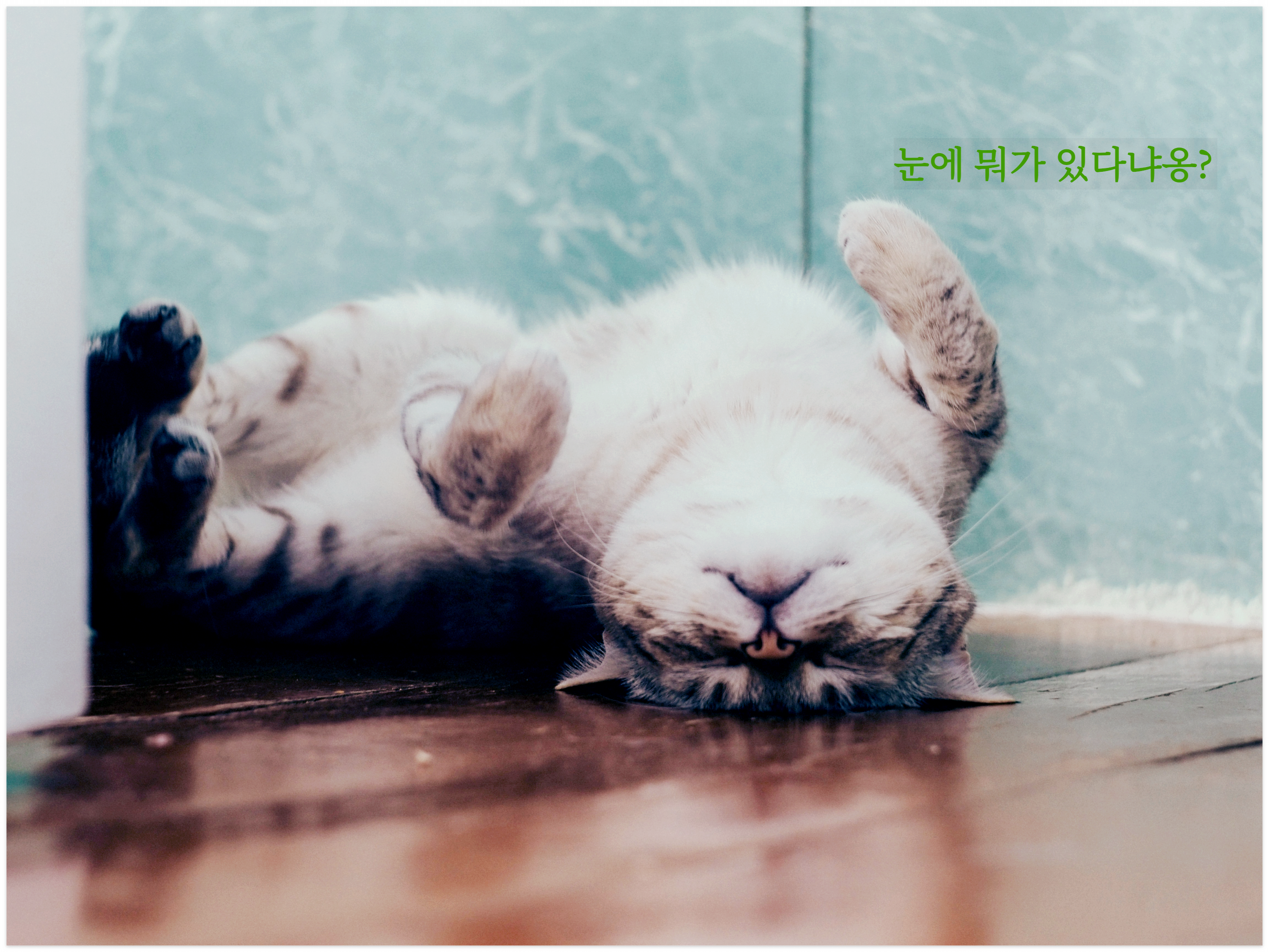 어디 불편한 고양이-사진