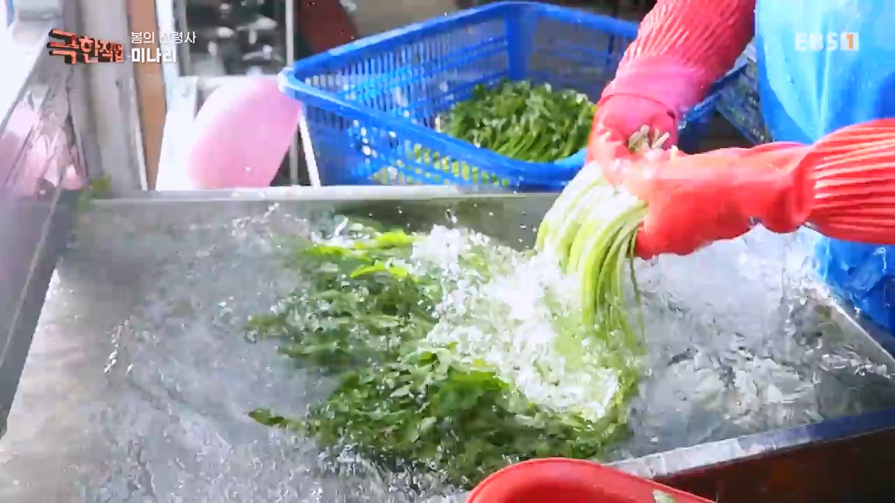 TV - 전 국민의 평생학교 EBS봄의 전령사! 새조개, 미나리, 주꾸미.mp4_20240316_171252.491.jpg