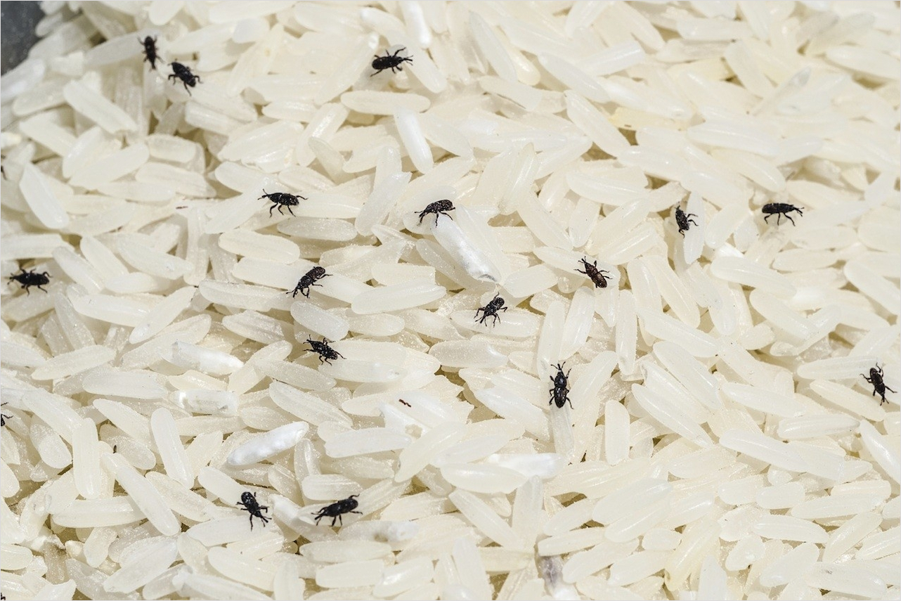 여름철에 더 많이 보이는 쌀벌레는 쌀 보관상태에 따라 안보일 수도 있습니다