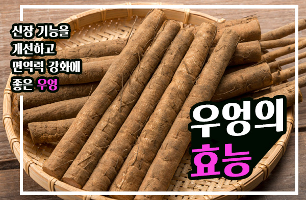  [약초건강] 우엉의 효능은? 우엉은 신장 기능을 개선하고, 면역력 강화에 좋아요! 우엉의 효능과 우엉의 부작용