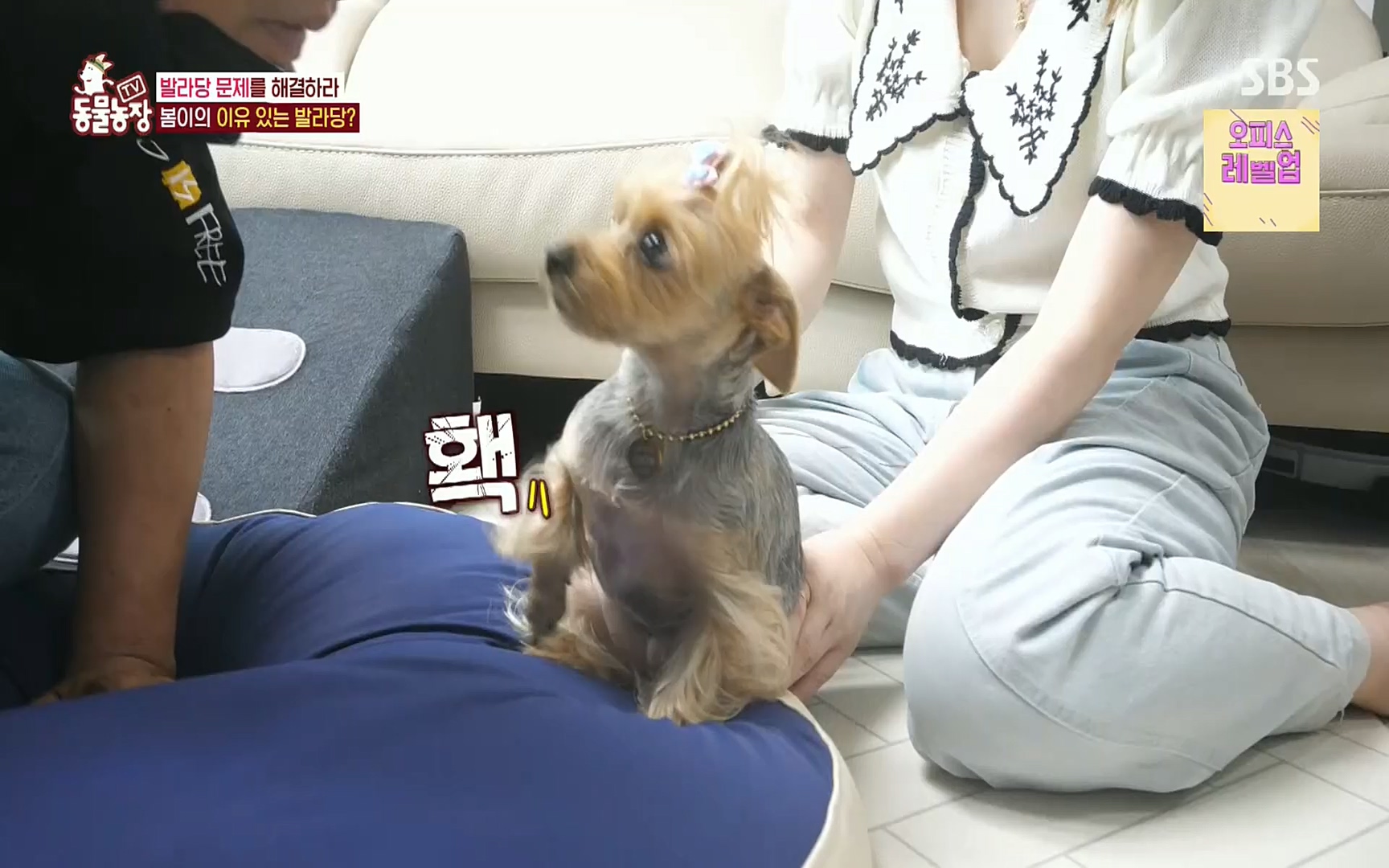 TV 동물농장.E1078.220717p.H264-F1RST.mp4_20220717_151204.647.jpg