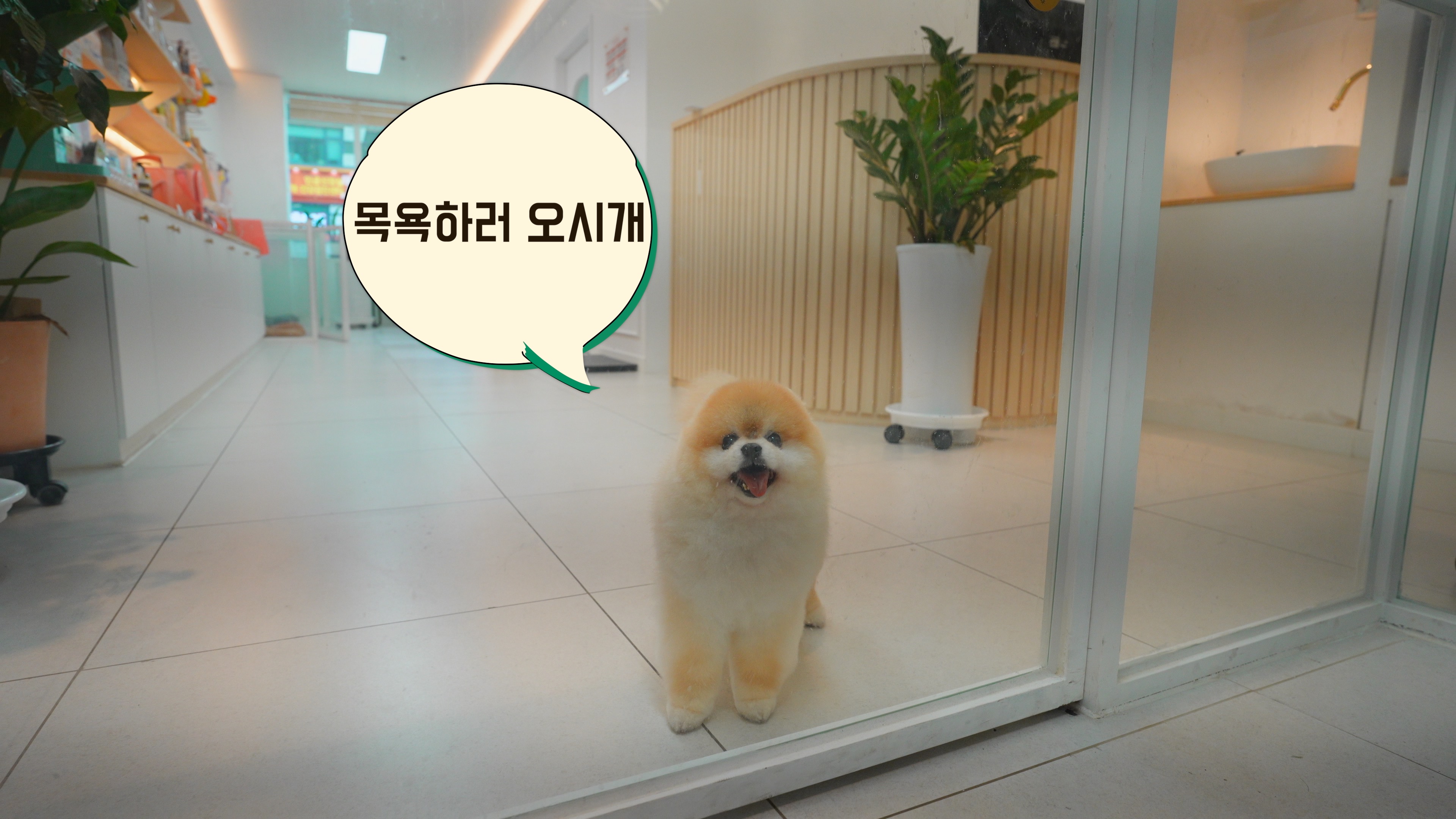 꼬씨꼬씨 이미지