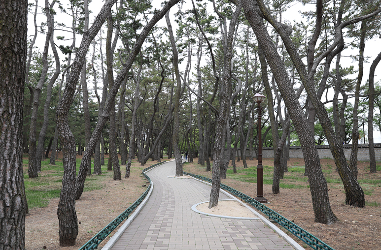 경주 대릉원 주차장 경주 가볼만한곳 대릉원 포토존