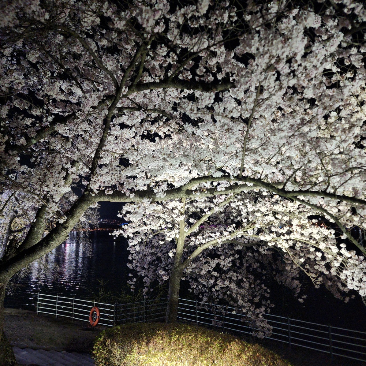 경주-보문호수-산책길-야간벚꽃