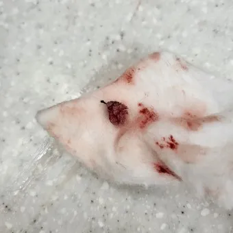 강아지 쥐젖 사마귀 지방종 증상 치료법_17