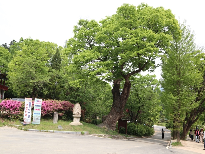 봉선사-느티나무