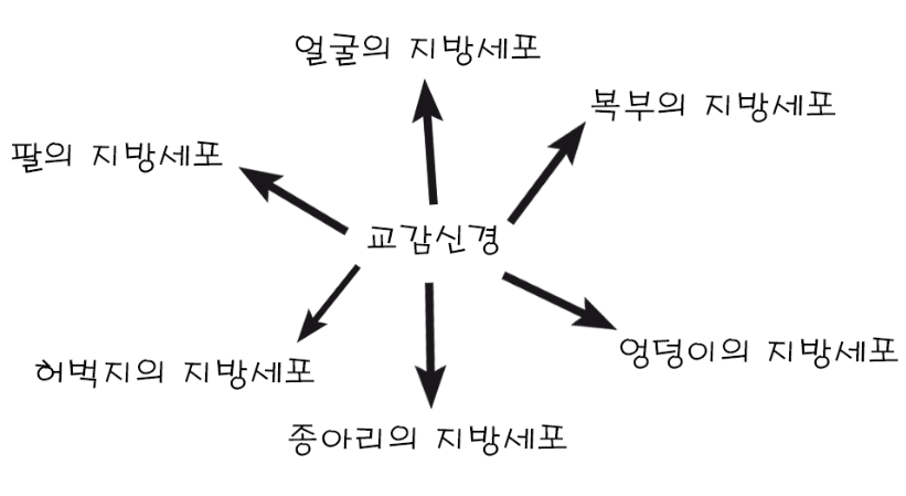  옆구리 살, 러브핸들의 원인과 지방을 빼는 방법에 대해 알아보아요