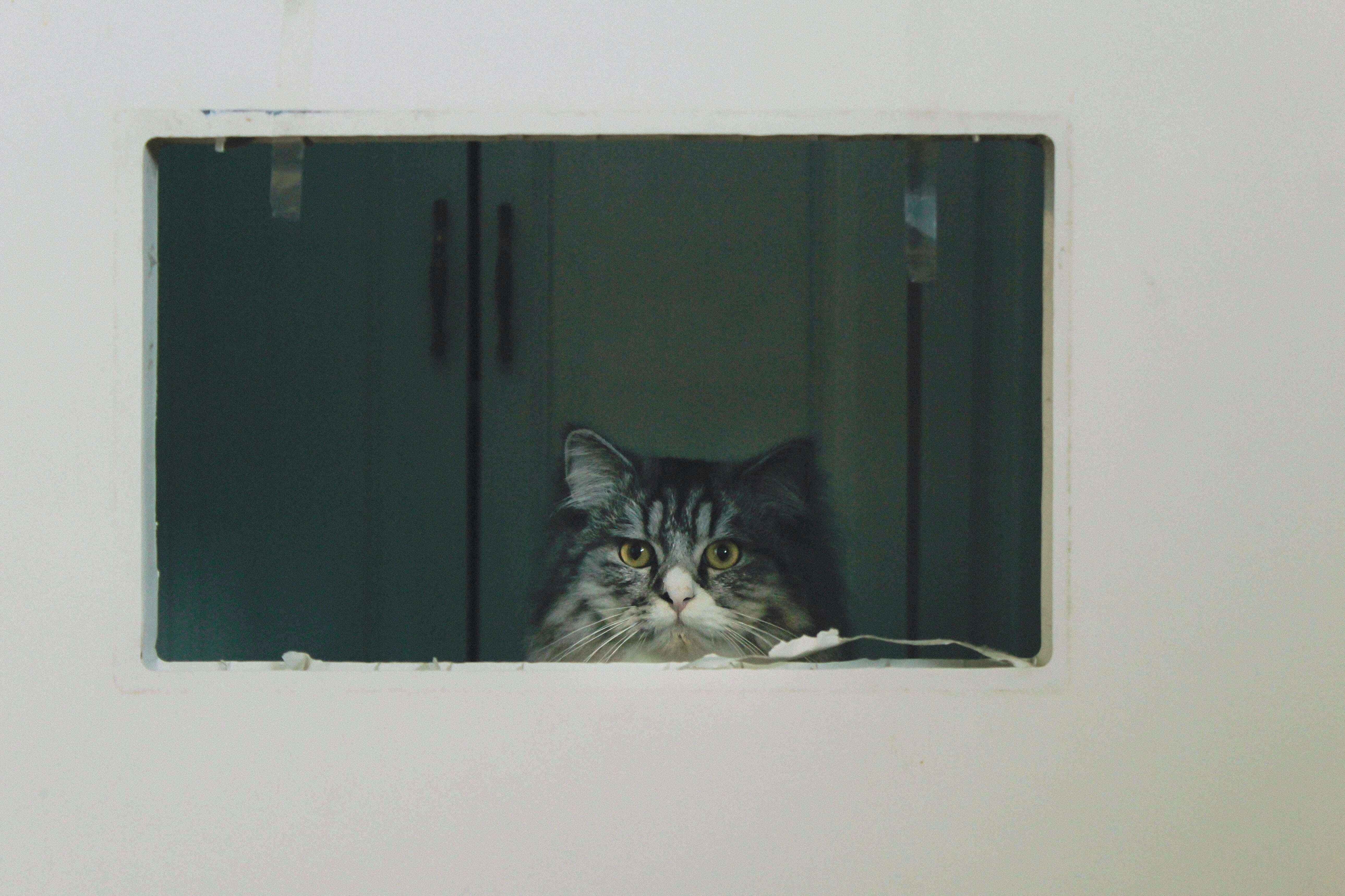 고양이가 창틀에 기대어 밖을 바라보고 있는 장면