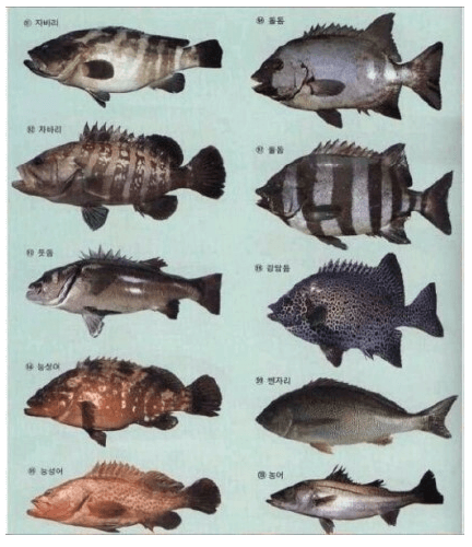 생선종류