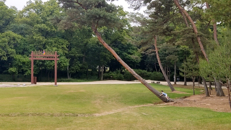 서삼릉의 잔디밭