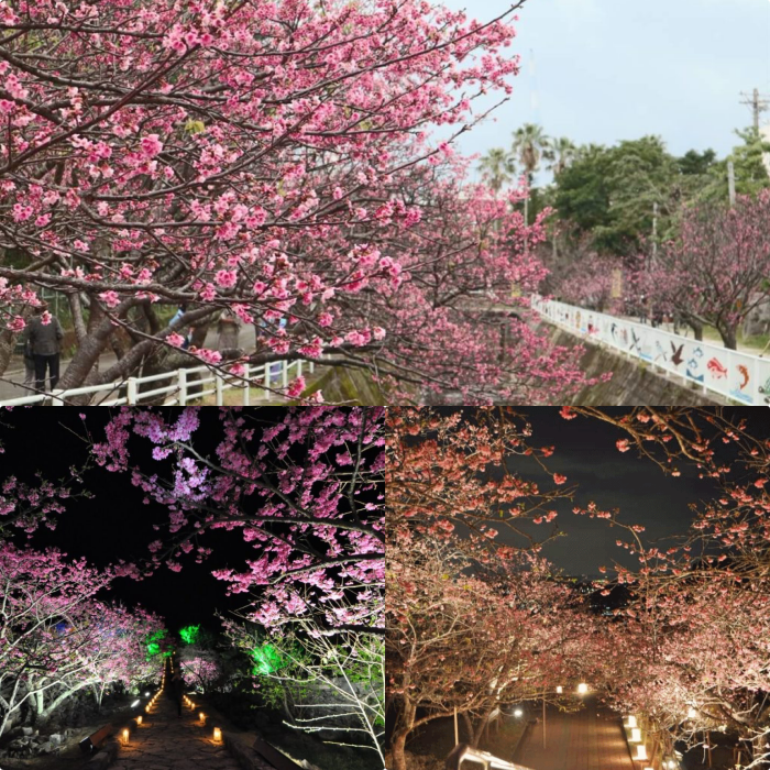 오키나와 벚꽃 축제