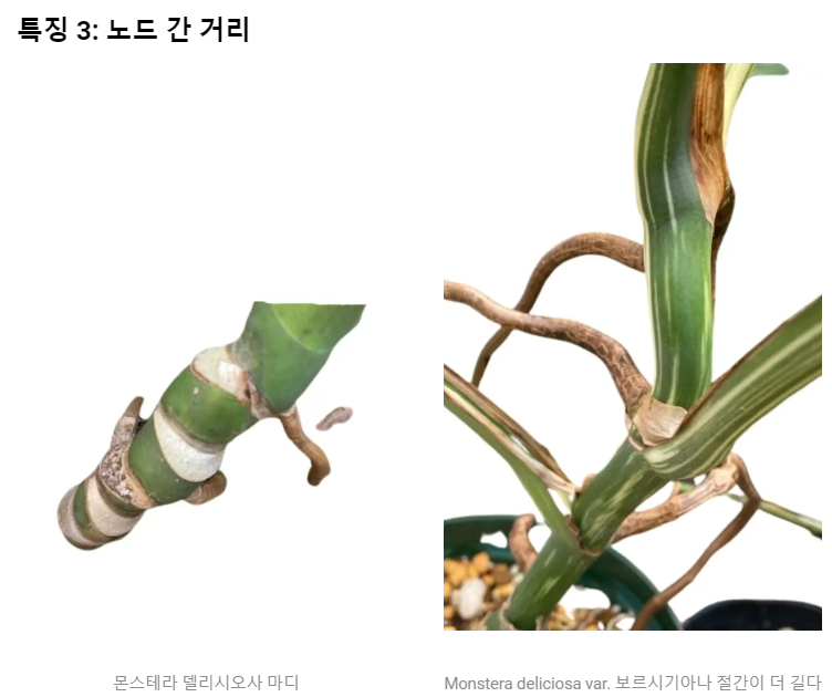 온스테라 델리시오사와 보르시지아나 차이// 출처gardenforindoor