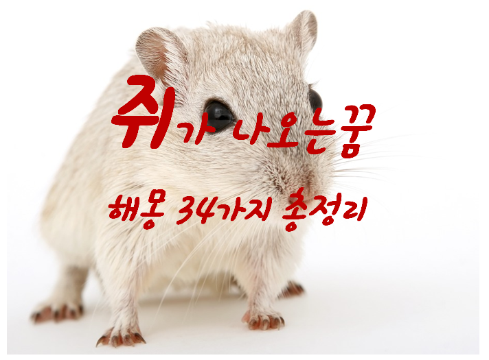  쥐꿈 해몽 34가지 총정리