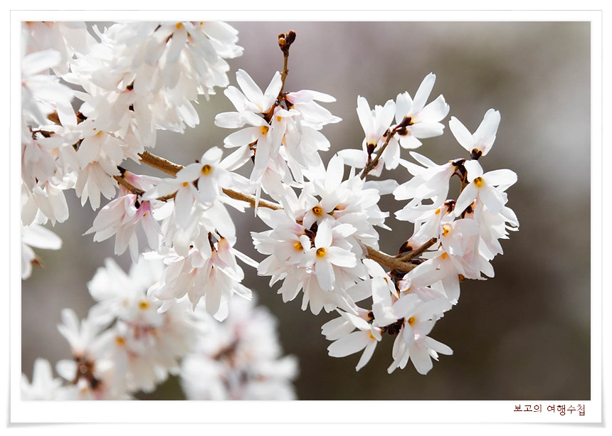 개나리꽃을 그대로 닮은 미선나무꽃 이미지. 다만 색깔이 하얀색이다